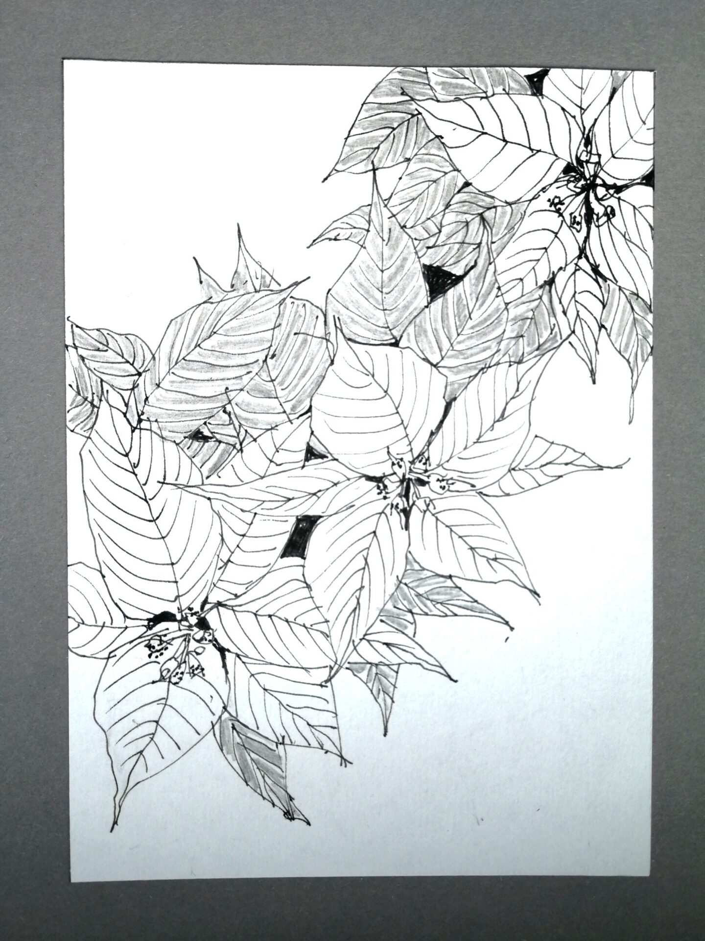 Sheila McDonald “Poinsettia” drawing
